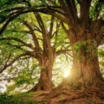 Mãe terra: entenda a história da pachamama Pachamama Mãe Terra