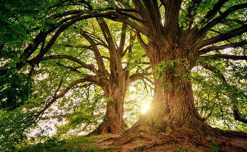 Mãe terra: entenda a história da pachamama Pachamama Mãe Terra