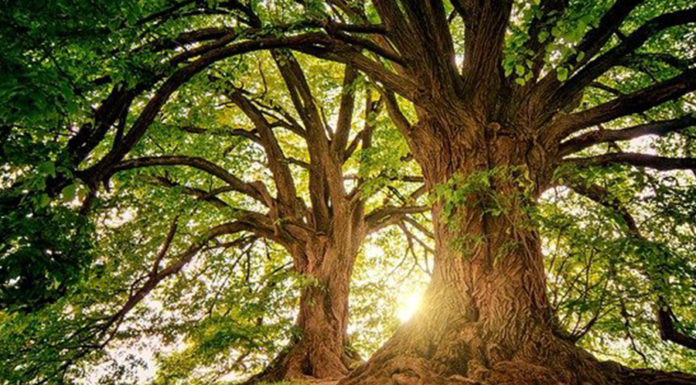 Mãe terra: entenda a história da pachamama Pachamama Mãe Terra