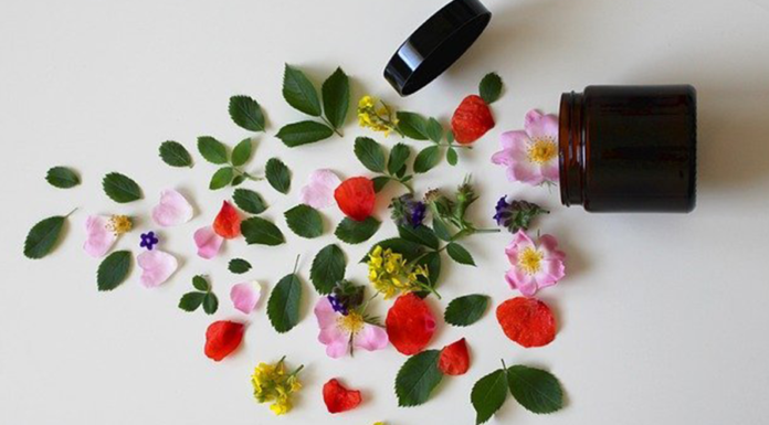 O que são plantas medicinais? Conheça mais sobre essa cura orgânica O que são plantas medicinais