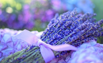 Lavanda: 6 benefícios que você precisa conhecer! Benefícios da lavanda