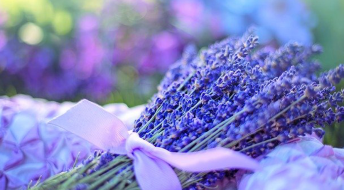 Lavanda: 6 benefícios que você precisa conhecer! Benefícios da lavanda