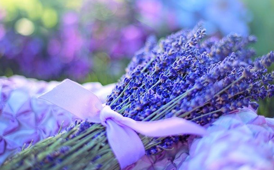 Benefícios da lavanda