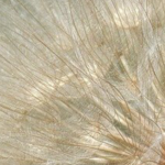 Ritual Angélico 2022 – Libere sua energia negativa, comece a viver em harmonia e atraia prosperidade! Ritual angélico 2022