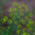 Quais os benefícios do chá de Erva Doce para nossa saúde? Benefícios do chá de Erva Doce