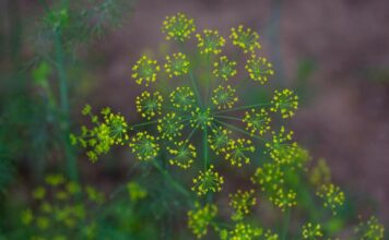 Quais os benefícios do chá de Erva Doce para nossa saúde? Benefícios do chá de Erva Doce