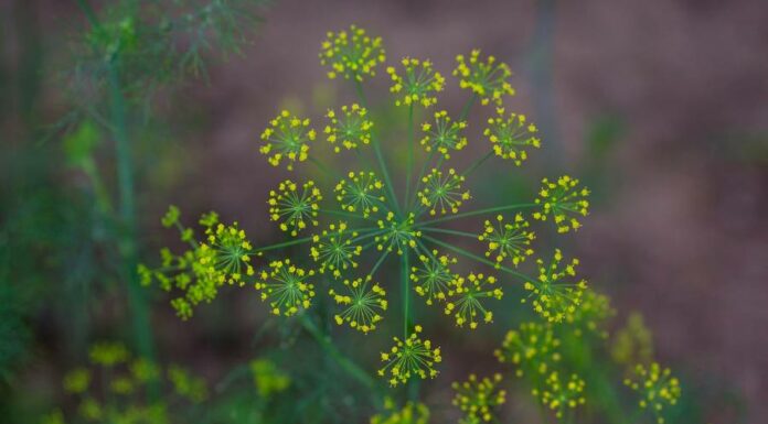 Quais os benefícios do chá de Erva Doce para nossa saúde? Benefícios do chá de Erva Doce