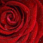 Simpatias para o amor 2023 Simpatia para o amor 2022