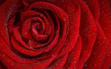 Simpatias para o amor 2023 Simpatia para o amor 2022