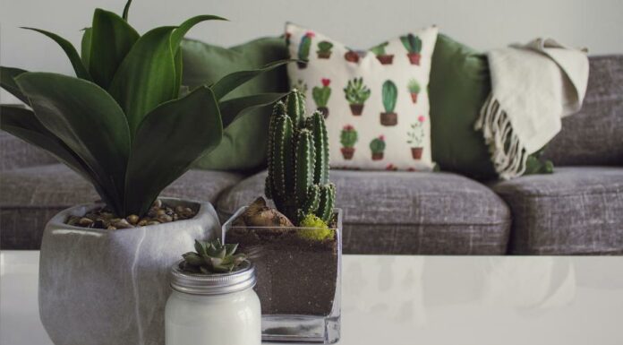 Feng Shui para 2023: como utilizar a técnica para prosperidade Feng Shui para sua casa