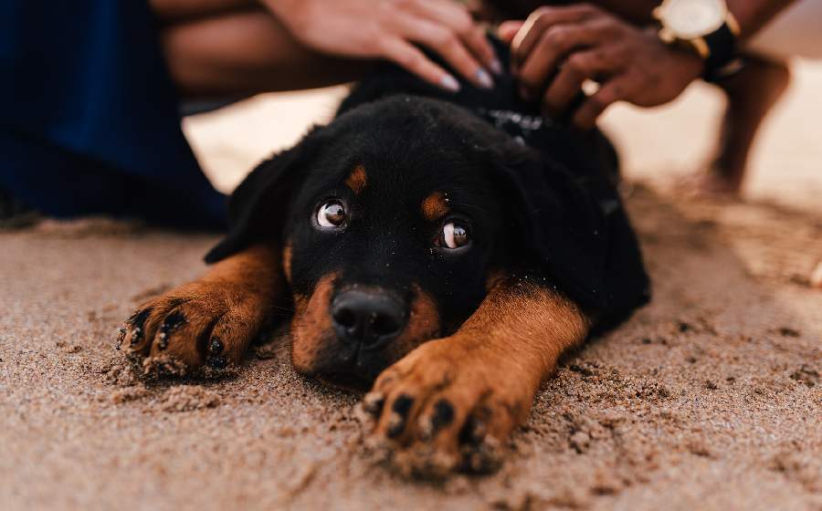 Mensagem espírita de amor pelos animais