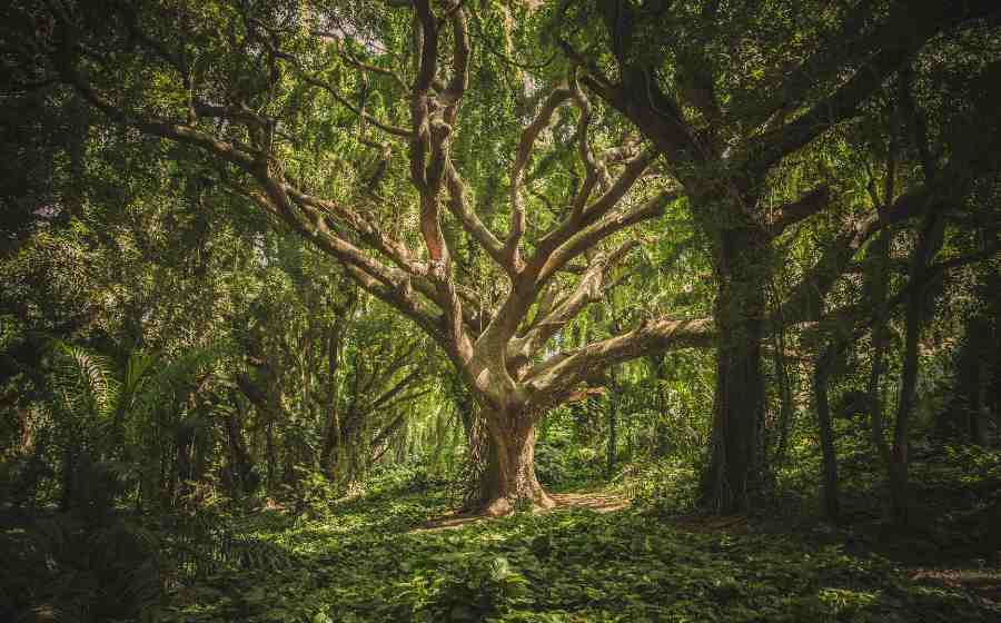 o que é gnomo na natureza