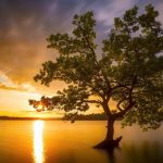 Árvore da vida cabala – Entenda como é feito o estudo das origens do universo e da humanidade árvore da vida cabala