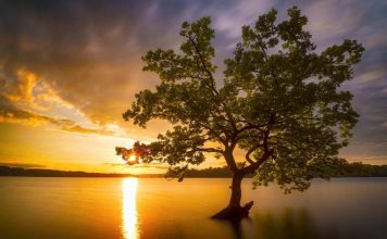 Árvore da vida cabala – Entenda como é feito o estudo das origens do universo e da humanidade árvore da vida cabala