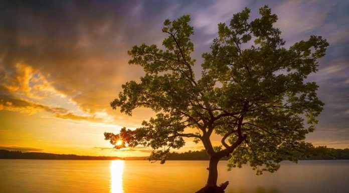 Árvore da vida cabala – Entenda como é feito o estudo das origens do universo e da humanidade árvore da vida cabala