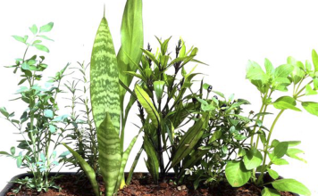 Vaso sete ervas – Saiba como você pode se proteger com o poder energético das plantas Vaso de 7 ervas