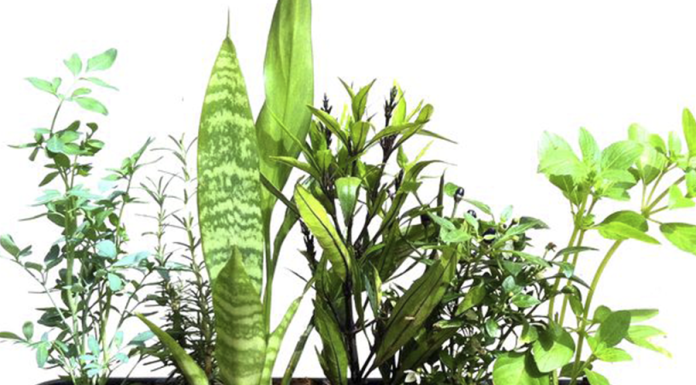 Vaso sete ervas – Saiba como você pode se proteger com o poder energético das plantas Vaso de 7 ervas