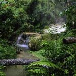 Dia de Proteção às Florestas – Descubra os poderes que a floresta guarda🌳🌲 dia de proteção às florestas