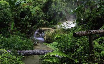 Dia de Proteção às Florestas – Descubra os poderes que a floresta guarda🌳🌲 dia de proteção às florestas