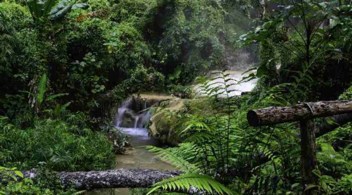Dia de Proteção às Florestas – Descubra os poderes que a floresta guarda🌳🌲 dia de proteção às florestas