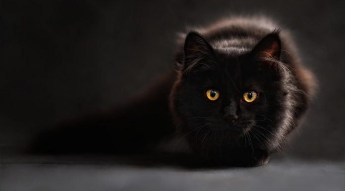 Superstição e significados – Conheça as mais populares superstições do Brasil superstição significado