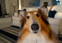 “Reiki Pet – Como melhorar as energias do meu pet?” Reiki pet