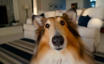 “Reiki Pet – Como melhorar as energias do meu pet?” Reiki pet