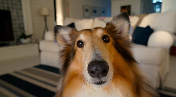 “Reiki Pet – Como melhorar as energias do meu pet?” Reiki pet