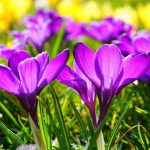 Banho de açafrão – Alcance estabilidade e dinheiro no bolso 😎