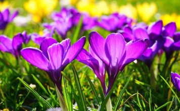 Banho de açafrão – Alcance estabilidade e dinheiro no bolso 😎