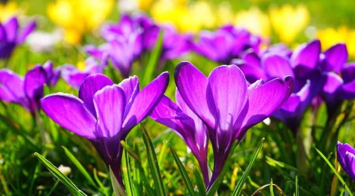 Banho de açafrão – Alcance estabilidade e dinheiro no bolso 😎