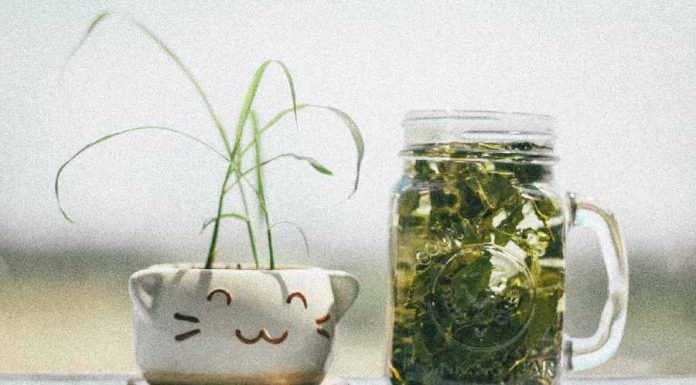 Descubra o chá para limpar a aura e mude a sua vida Chá para limpar a aura