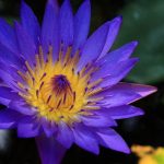Flor de lótus, confira o seu significado espiritual 🌺 Flor de lotus