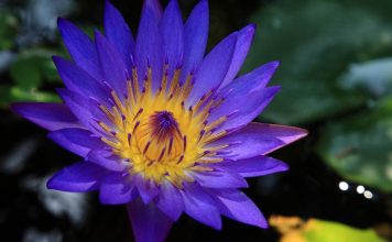 Flor de lótus, confira o seu significado espiritual 🌺 Flor de lotus