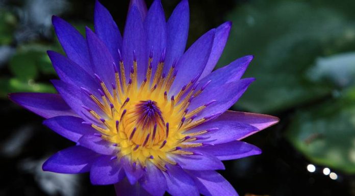 Flor de lótus, confira o seu significado espiritual 🌺 Flor de lotus