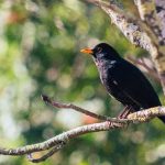 Pássaro preto significado espiritual Pássaro preto significado espiritual