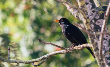 Pássaro preto significado espiritual Pássaro preto significado espiritual