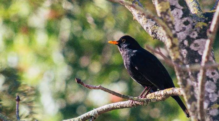 Pássaro preto significado espiritual Pássaro preto significado espiritual
