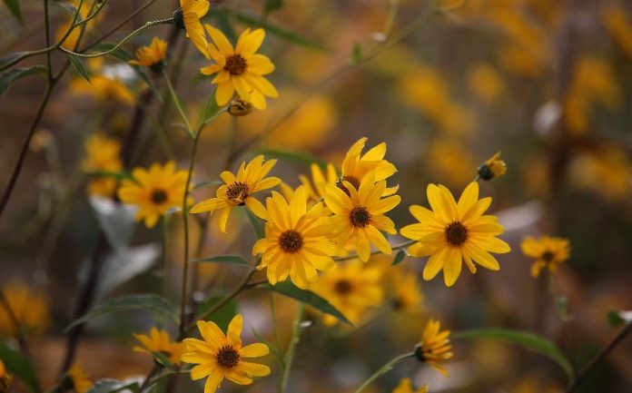 Banho de arnica: para a saúde do corpo e da alma! Cuide-se