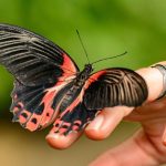 Carta O Mundo no Tarot: conselho para a vida 🎴 O mundo Tarot conselho