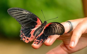 Carta O Mundo no Tarot: conselho para a vida 🎴 O mundo Tarot conselho