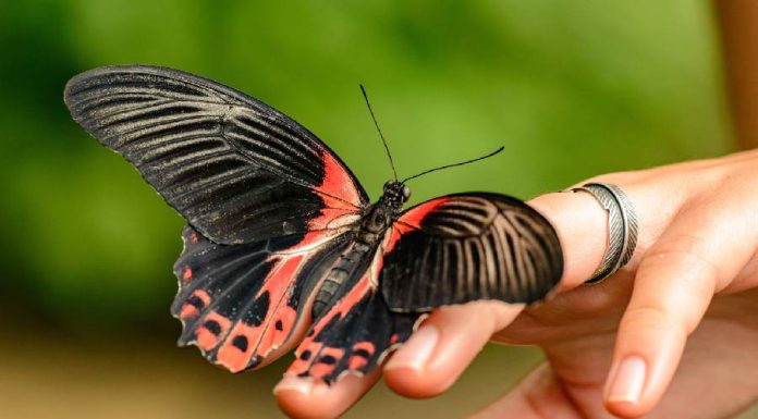 Carta O Mundo no Tarot: conselho para a vida 🎴 O mundo Tarot conselho