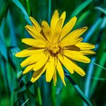 Conheça os benefícios do banho de arnica e aprenda a fazê-lo Banho de arnica