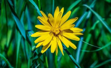 Conheça os benefícios do banho de arnica e aprenda a fazê-lo Banho de arnica