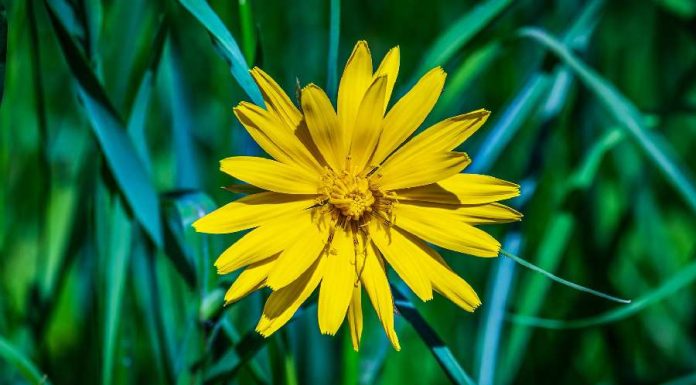 Conheça os benefícios do banho de arnica e aprenda a fazê-lo Banho de arnica