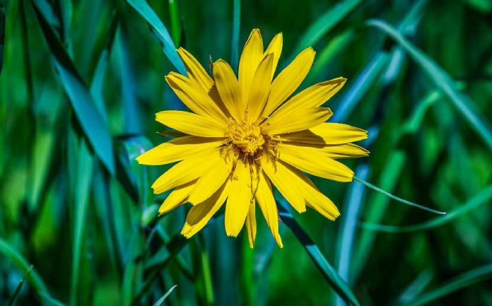 Banho de arnica