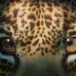 Conheça o significado de sonhar com onça 🐆 Sonhar com onça