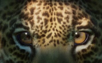 Conheça o significado de sonhar com onça 🐆 Sonhar com onça