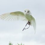 Descubra qual o significado de coruja branca voando Significado de coruja branca voando