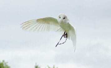 Descubra qual o significado de coruja branca voando Significado de coruja branca voando